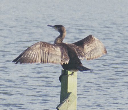 Cormorant drying its wings, Titchfield Haven, Hampshire., photo: 1999, Paul Glendell - English Nature