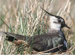 Lapwing, Minsmere Nature Reserve, photo: RSPB Images www.rspb-images.com