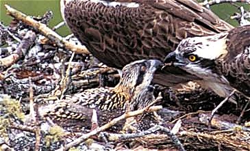 Osprey, Loch Garten, photo: Chris Gomersall, RSPB Images