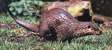 European Otter (Lutra lutra)., photo: International Otter Survival Fund.