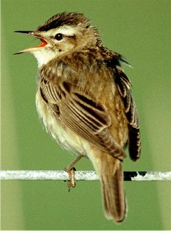Sedge Warbler, Minsmere Nature Reserve, photo: Chris Gomersall, RSPB Images www.rspb-images.com